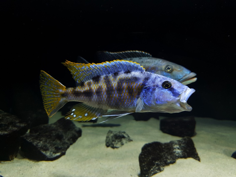 Tyrannochromis nigriventer